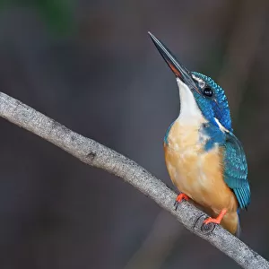 Kingfishers Collection: Azure Kingfisher