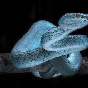 Venomus Blue Viper Snake