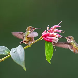 Hummingbirds Collection: Volcano Hummingbird