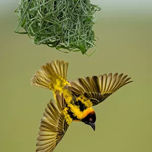 Y Fine Art Print Collection: Yellow Weaver