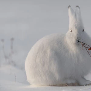 wild arctic hare