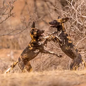 Wild Dogs at Play