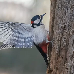 Woodpeckers Collection: White Headed Woodpecker