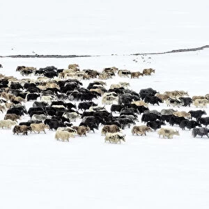 Yaks in snow