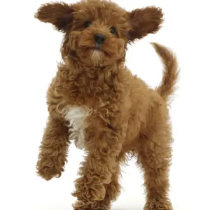 RF - Spielhaftes Rot-Kavapu-Puppy-Hundchen. (Diese Abbildung kann entweder als Urheberrechtlich geschützt oder lizenziert werden.) RF - Spielhaftes Rot-Kavapu-Puppy-Hundchen. (Diese Abbildung kann entweder als Urheberrechtlich geschützt oder lizenziert werden.)
