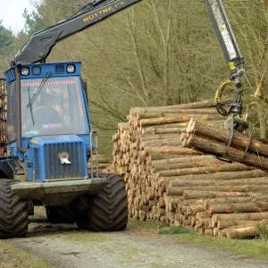 Forestry workers with forwarder machine, removing felled timber from Dunwich Forest Print Forestry workers with forwarder machine, removing felled timber from Dunwich Forest Print