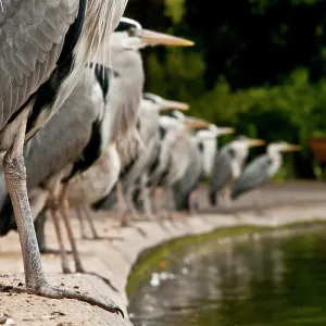 Grey herons in line on pond's edge, Regents Park Grey herons in line on pond's edge, Regents Park