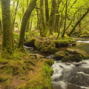 Golitha Falls Print: Woodland Scene with Moss-Covered Trees Golitha Falls Print: Woodland Scene with Moss-Covered Trees