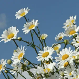 Ox-eye daisies in a farmland conservation margin print Ox-eye daisies in a farmland conservation margin print