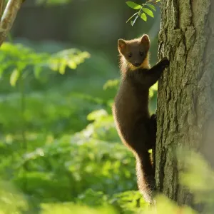 Pine marten juvenile print climbing pine tree in woodland Pine marten juvenile print climbing pine tree in woodland