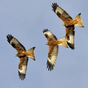 Three Red Kites in Flight Print Three Red Kites in Flight Print
