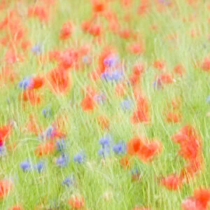 Abstract impression of Common poppies {Papaver sp. } and Cornflowers {Centaurea sp