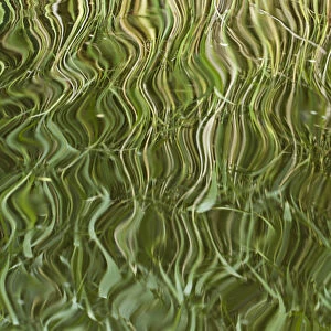 Abstract reflection of reeds in rippled water, Westhay Moor SWT reserve, Somerset Levels