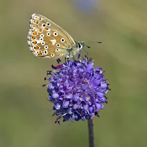 Adonis Blue (Polyommatus bellargus) female butterfly feeding on flower, Wiltshire, UK, September