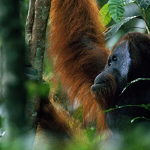 Adult male Bornean orangutan (Pongo pygmaeus) in rainforest canopy, Gunung Palung National Park