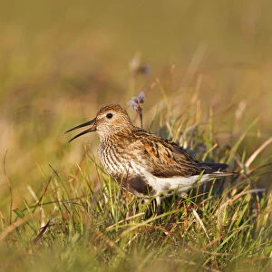 Sandpipers Collection: Upland Sandpiper