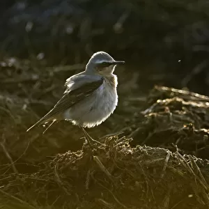 Adult male Northern wheatear (Oenanthe oenanthe) with ruffled plumage feeding