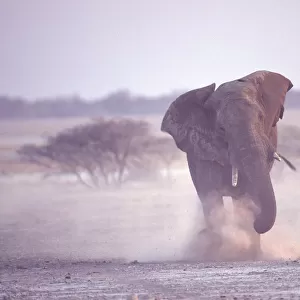 African elephant charging (Loxodonta africana) Etosha NP, Namibia