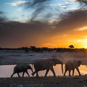 African elephants (Loxodonta africana) small herd at waterhole at sunset, Etosha National Park