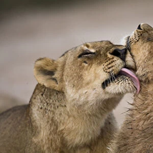 African lion (Panthera leo) lioness licking cub, Sabi Sand Game Reserve, South Africa
