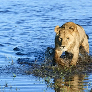 African lioness (Panthera leo) walking through water. Duba Plains concession, Okavango delta