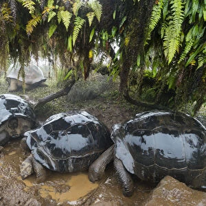 Alcedo Galapagos tortoise (Chelonoidis nigra vandenburghi) group wallowing in mud