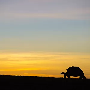 Alcedo giant tortoise (Chelonoidis vandenburghi) silhouetted at sunrise, Alcedo Volcano