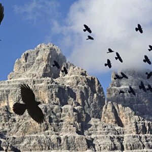 Alpine Chough / Yellow-billed Chough (Pyrrhocorax graculus) flock in flight against mountains