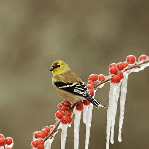 American goldfinch (Carduelis tristis), adult in winter plumage perched on icy branch
