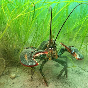 Crustaceans Collection: American Lobster