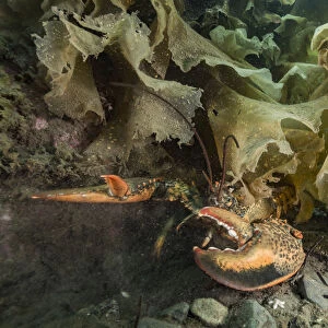 American / Northern lobster (Homarus americanus) partially hidden under seaweed, Nova Scotia