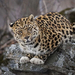 Amur leopard (Panthera pardus orientalis) Land of the Leopard National Park, Primorsky Krai