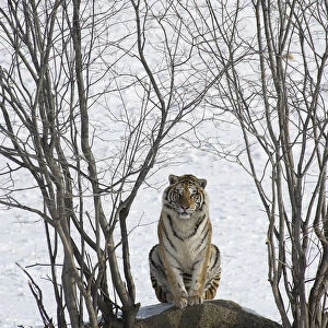 Amur / Siberian tiger (Panthera tigris altaica) sitting on rock between trees in winter