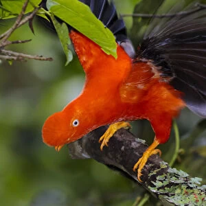 Andean Cock-of-the-rock male {Rupicola peruvianus} at lek in cloud forest canopy