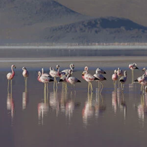 Andean flamingo (Phoenicoparrus andinus) flock standing in water, Laguna Colorado