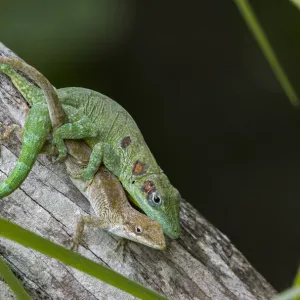 Lizards Collection: Brown Anole