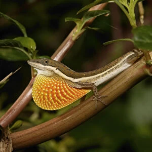 Anolis olssoni is a grass anole from southwestern Hsipaniola