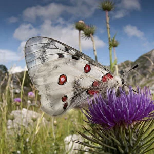 Apollo butterfly (Parnasius apollo) feeding on flower, Mount Terminillo, Rieti, Lazio