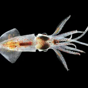 Deep Sea Squid Print - Atlantic Ocean Abraliopsis atlantica Deep Sea Squid Print - Atlantic Ocean Abraliopsis atlantica