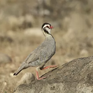 Arabian Partridge