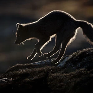 Arctic fox (Vulpes lagopus) silhouetted while jumping, Disko Bay, Greenland, August 2009