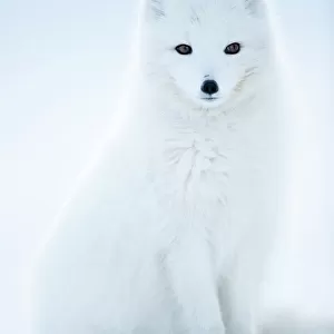 Mammals Tote Bag Collection: Arctic Fox