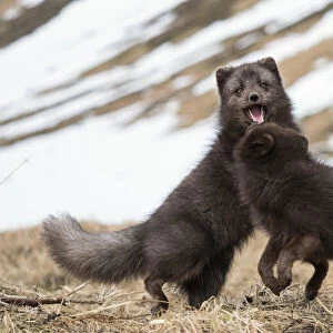 Two Arctic foxes (Vulpes lagopus), blue-morph with winter coats, playing