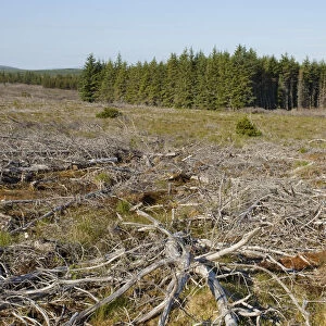 Area of felled non-native plantation as part of habitat management to restore bog peatland