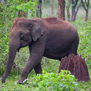 Asian Elephant (Elephas maximus) female walking past termite mound in forest, Nagarhole