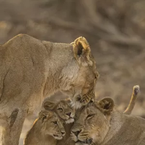 Asiatic lion (Panthera leo persica), two females and two cubs. Gir National Park, Gujarat, India