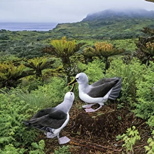 Atlantic Yellow Nosed Albatross