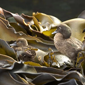 Auckland Island brown teal (Anas aucklandica) flightless and feeds and roosts in onshore kelp beds