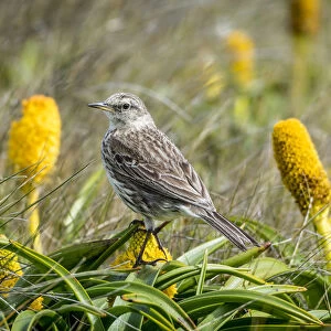 Wagtails And Pipits Collection: Australasian Pipit