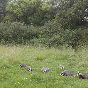 Badger (Meles meles) family feeding in long grass near to their sett, Dorset, England